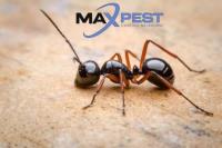 MAX Pest Control Toorak image 4